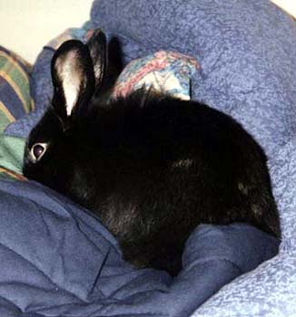 lapin