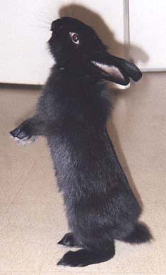 lapin