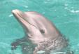 dauphin