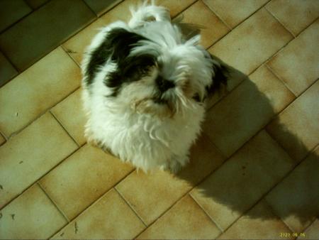  mon chien