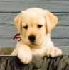 CHIOT